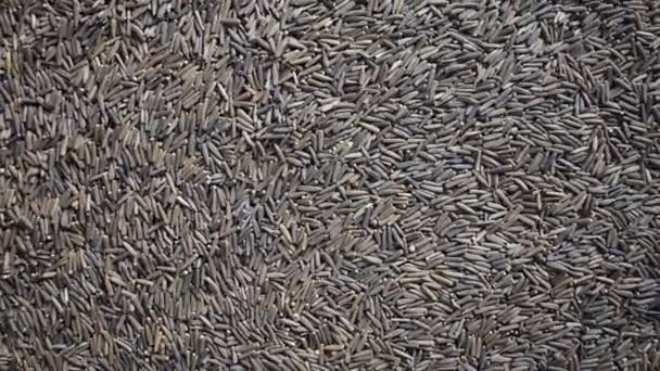 Raw Whole Dried Bitter Cumin Seeds — Wideo stockowe