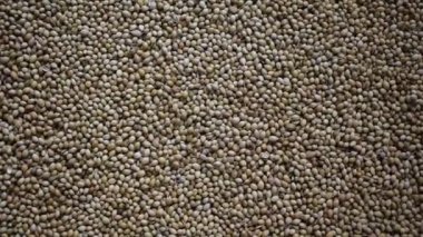 Raw whole dried Coriander seeds