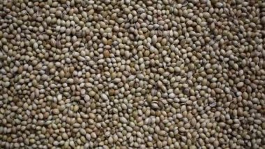 Raw whole dried Coriander seeds