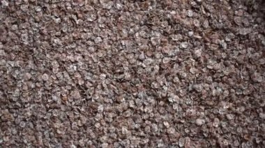 Raw whole dried finger millet flakes