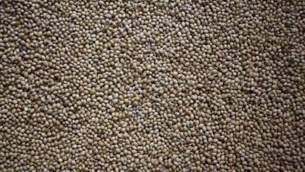 Raw Whole Dried Coriander Seeds — Wideo stockowe