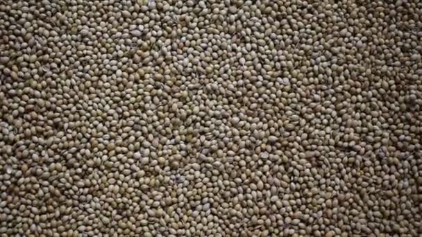 Raw Whole Dried Coriander Seeds — Videoclip de stoc