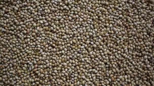 Raw Whole Dried Coriander Seeds — Wideo stockowe