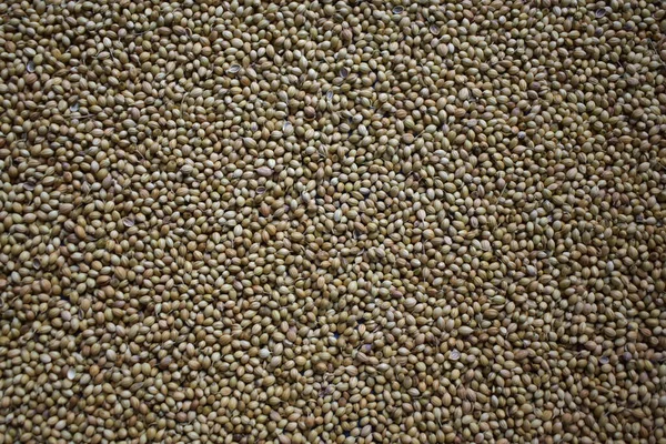 Raw Whole Dried Coriander Seeds — Stock Photo, Image