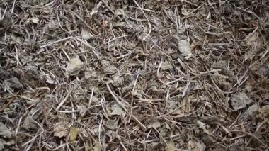 Çiğ, kurutulmuş Bacopa monnieri bitkisi.