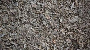 Çiğ, kurutulmuş Bacopa monnieri bitkisi.