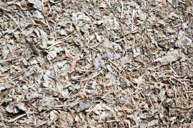 Çiğ, kurutulmuş Bacopa monnieri bitkisi.