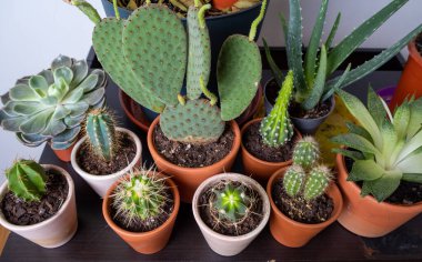 Bir grup kaktüs saksısı. Lezzetli bitki koleksiyonu masanın üzerinde saksıda duruyor. Kaktüs sever.