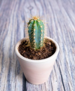 Tahtada izole edilmiş vazoda kaktüs.