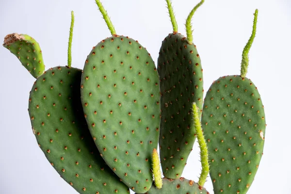 Detalle Planta Maceta Cactus Opuntia Planta Suculenta Maceta Sobre Mesa — Foto de Stock