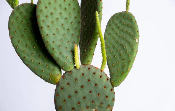 Detail Kaktusové Rostliny Opuntia Šťavnatá Rostlina Hrnci Stole Milovník Kaktusu — Stock fotografie