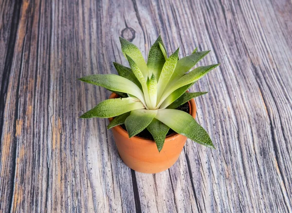 Kaktus Einer Vase Isoliert Auf Holz Stockbild