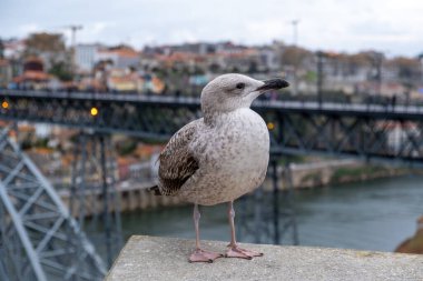 Beyaz ve gri martı kuşu ya da deniz kuşu Douro nehri, I. Dom Luis köprüsü ve arka planda Porto şehri ile duvarda duruyor.