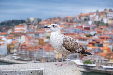 Beyaz ve gri martı kuşu veya deniz kuşu Douro nehri ve Porto şehri ile duvarda ayakta duruyor.