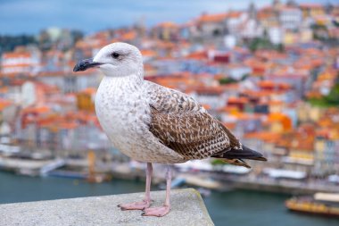 Beyaz ve gri martı kuşu veya deniz kuşu Douro nehri ve Porto şehri ile duvarda ayakta duruyor.
