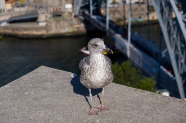 Beyaz ve gri martı kuşu portresi ya da deniz kuşu Douro nehri, I. Dom Luis köprüsü ve arka planda Porto kenti ile duvarda ayakta duran deniz kuşu.