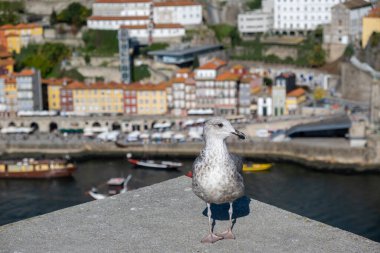 Arka planda Douro nehri ve Porto şehri ile duvarda duran martı ya da deniz kuşunun portresi