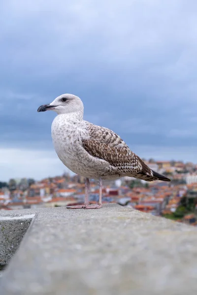 Pássaro Branco Cinzento Gaivota Ave Marinha Parede Com Rio Douro — Fotografia de Stock
