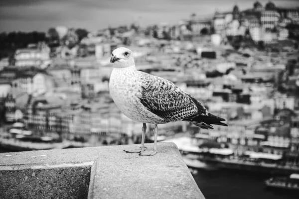 White Gray Seagull Bird Seabird Standing Feet Wall Douro River — Stock Photo, Image
