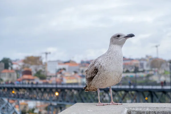 White Gray Seagull Bird Seabird Standing Feet Wall Douro River — Stock Photo, Image