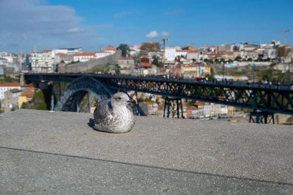 Portrait White Gray Seagull Bird Seabird Standing Feet Wall Douro — Stock Photo, Image