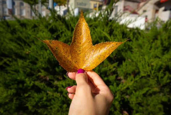 Female hand holding an autumn leave with green grass on background
