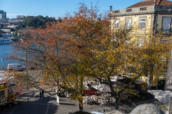 Herfstbomen Aan Infante Henrique Straat Porto Portugal — Stockfoto
