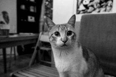 Oturma odasındaki sandalyede oturan mutlu beyaz ve turuncu kedi.