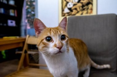 Oturma odasındaki sandalyede oturan mutlu beyaz ve turuncu kedi.