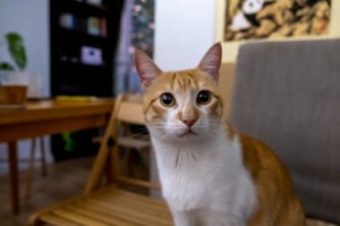 Oturma odasındaki sandalyede oturan mutlu beyaz ve turuncu kedi.