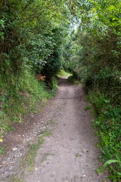 Orman yolu sahnesi. Camino de Santiago 'daki orman yolu.