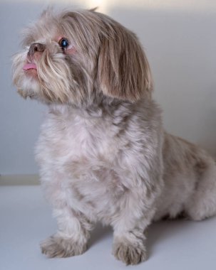 Şakacı İfadesiyle Şirin Shih Tzu. Dilini çıkarmış Shih Tzu 'yu eğlendirmek.