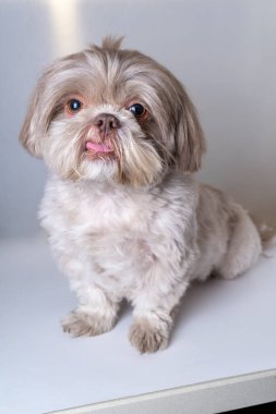 Şakacı İfadesiyle Şirin Shih Tzu. Dilini çıkarmış Shih Tzu 'yu eğlendirmek.