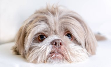 Büyüleyici Shih Tzu rahatlıyor ve kameraya bakıyor. Shih Tzu 'yu yakalayın, yere yatın ve yukarı bakın.