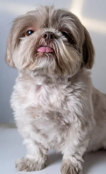 Şakacı İfadesiyle Şirin Shih Tzu. Dilini çıkarmış Shih Tzu 'yu eğlendirmek.