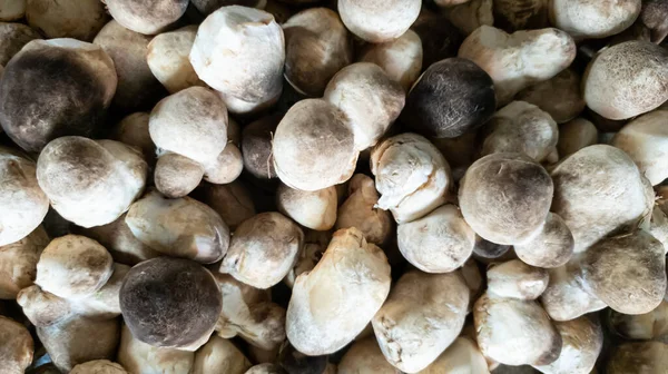 stock image Truffles mushrooms, full frame background. Food image