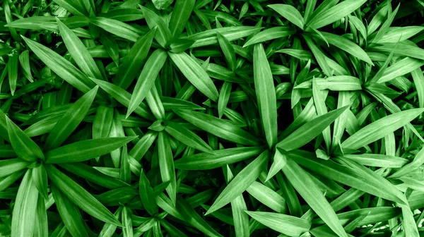 Zelené Listy Textury Pozadí Přírodní Pozadí — Stock fotografie