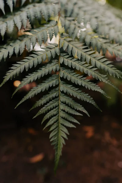 Zelené Kapradinové Listy Tmavém Lesním Pozadí Přírodní Obraz — Stock fotografie