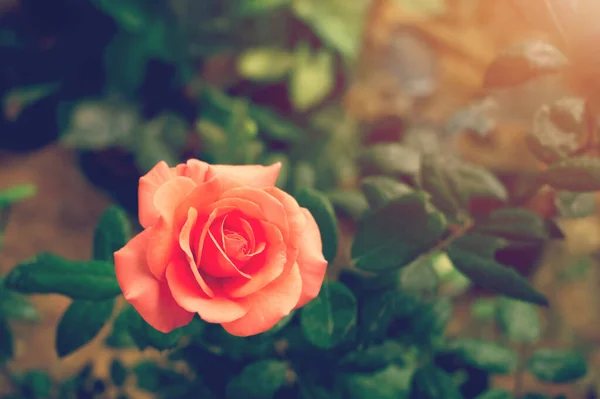 Schöne Rosa Rose Bunt Lebendige Tropische Natur Hintergrund — Stockfoto