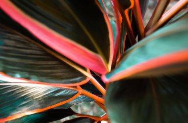 Selective focus soft blur, Leaf or plant Cordyline fruticosa leaves calming coral colorful vivid tropical nature background 