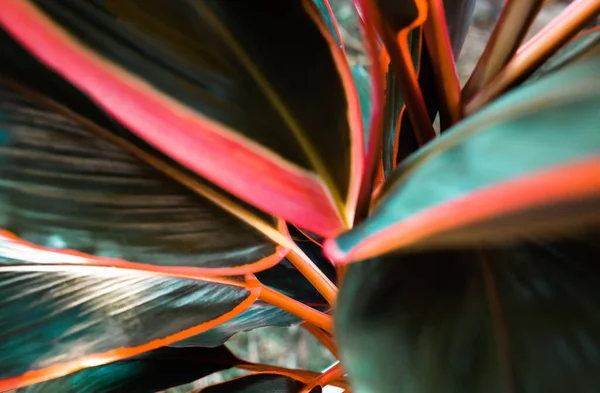 Selective Focus Soft Blur Leaf Plant Cordyline Fruticosa Leaves Calming — Stock Photo, Image