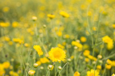 Kasımpatı çiçeği yeşili bahçe