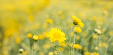 Kasımpatı çiçeği Bahçe