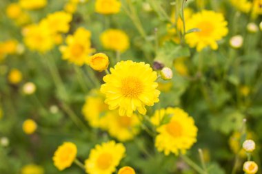 Kasımpatı çiçeği Bahçe