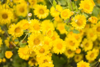 Kasımpatı çiçeği yeşili bahçe