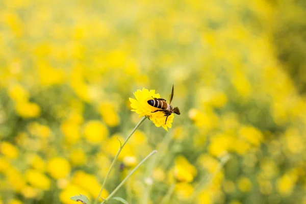 Пчелиный Нектар Цветка Хризантемы — стоковое фото