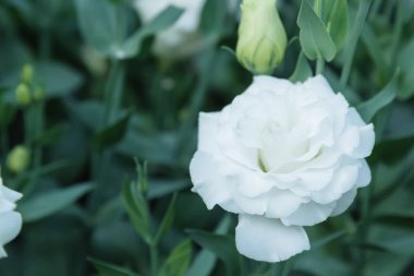 Beautiful white roses blooming in the garden, leaving space for you. 