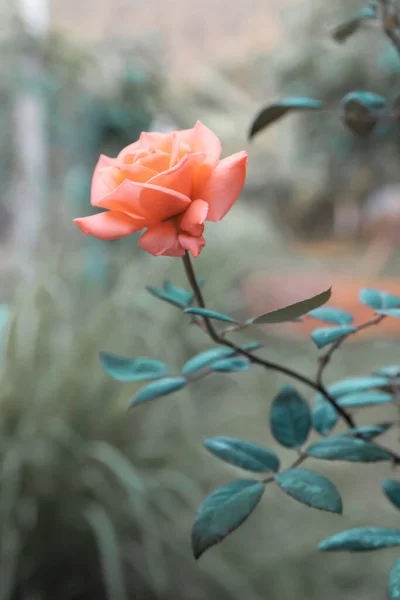 Soft Focua Rozostření Krásná Růže Uklidňující Korál Barevné Živé Tropické — Stock fotografie