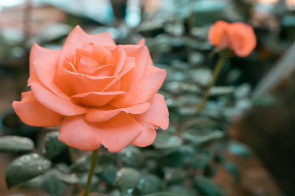 Soft Focus Sfocatura Bella Rosa Pastello Fiore Natura Sfondo — Foto Stock
