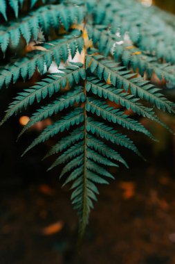 Yaprak eğreltiotu doğal yeşil arkaplan dokusu eğreltiotu doğal yeşil arkaplan dokusu dikey fotoğraf